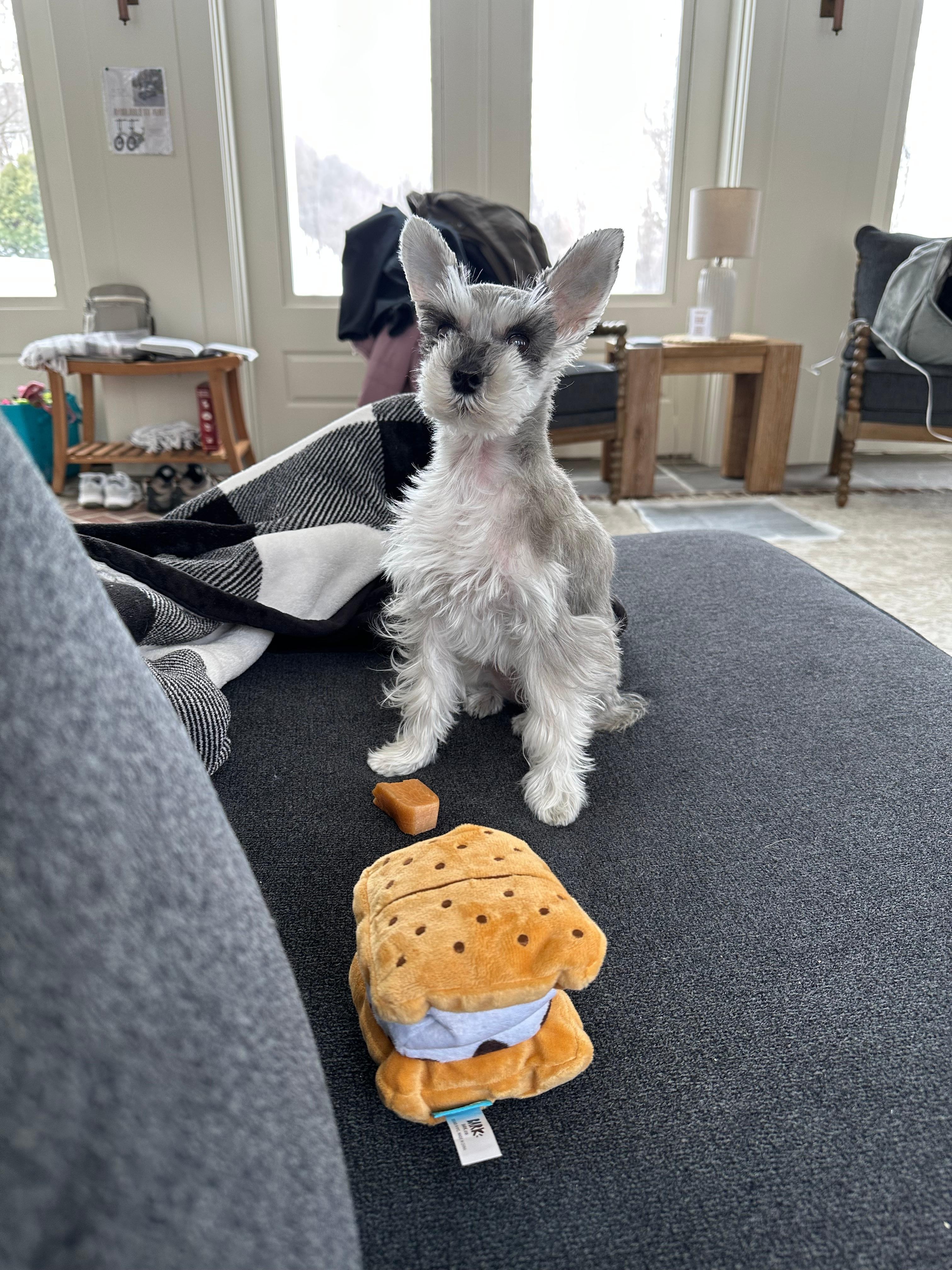 Pixie loved staying here! 