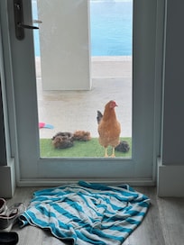 Chickens came every morning to back door
