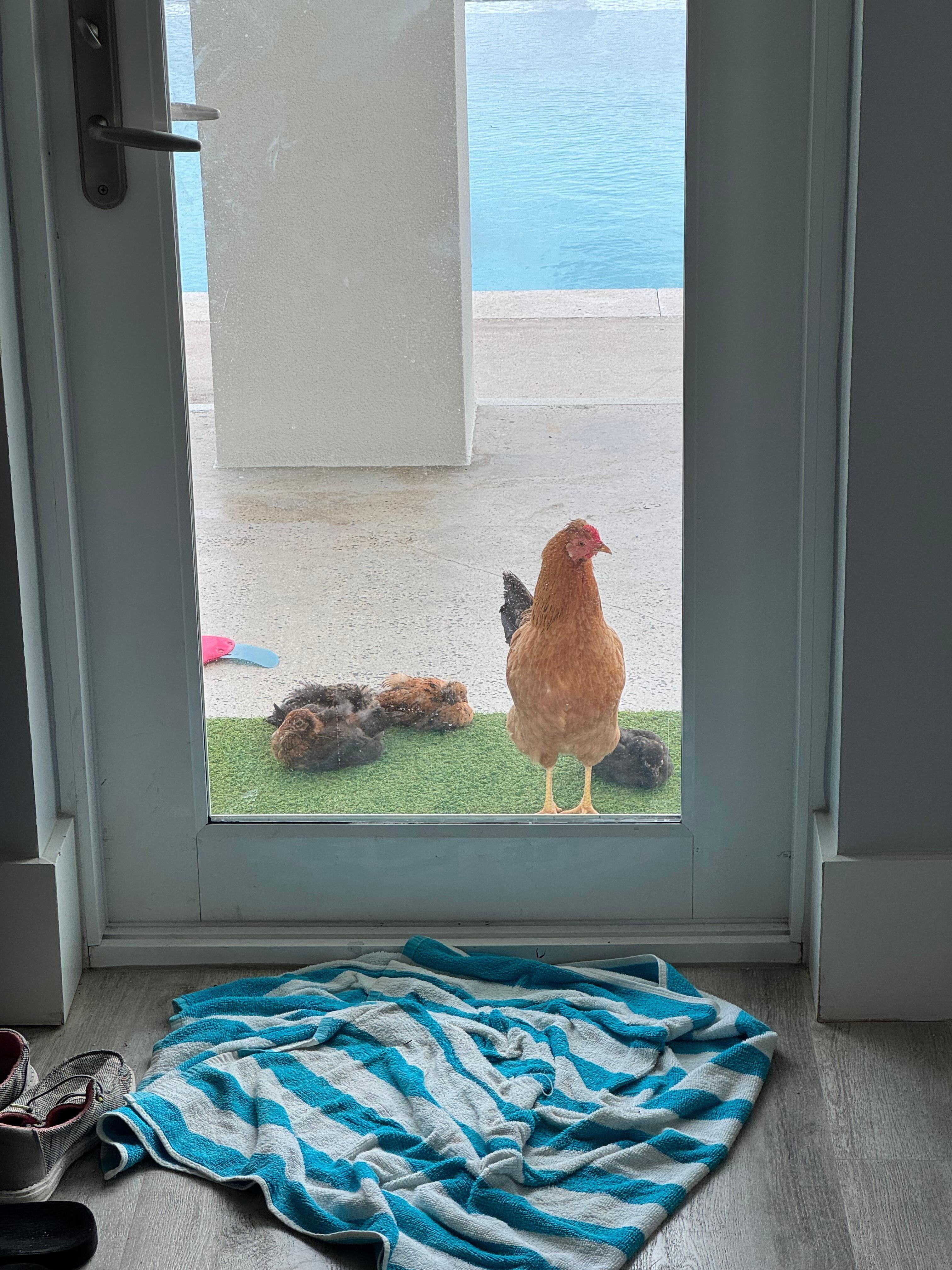 Chickens came every morning to back door