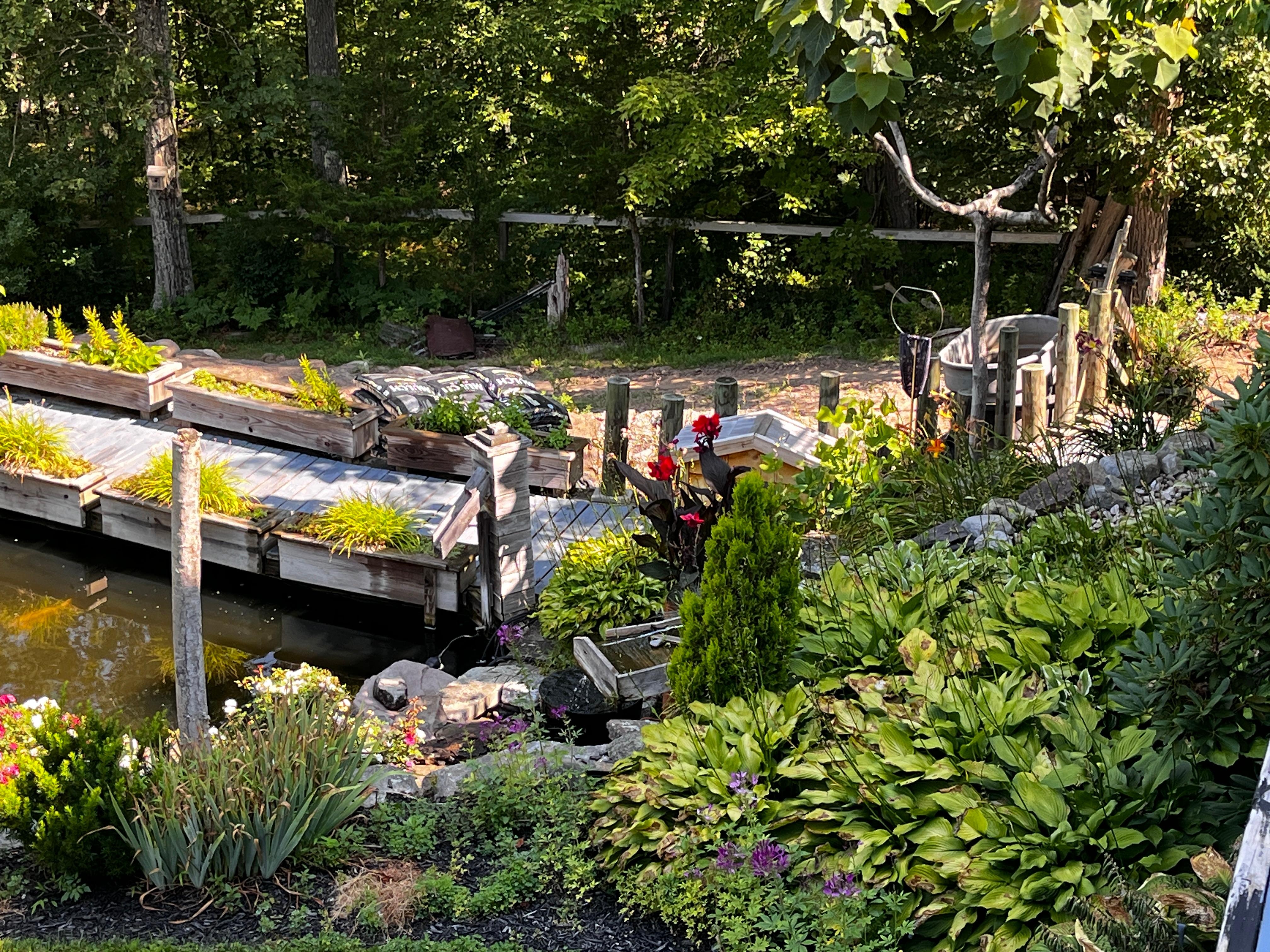 Koi Pond from deck