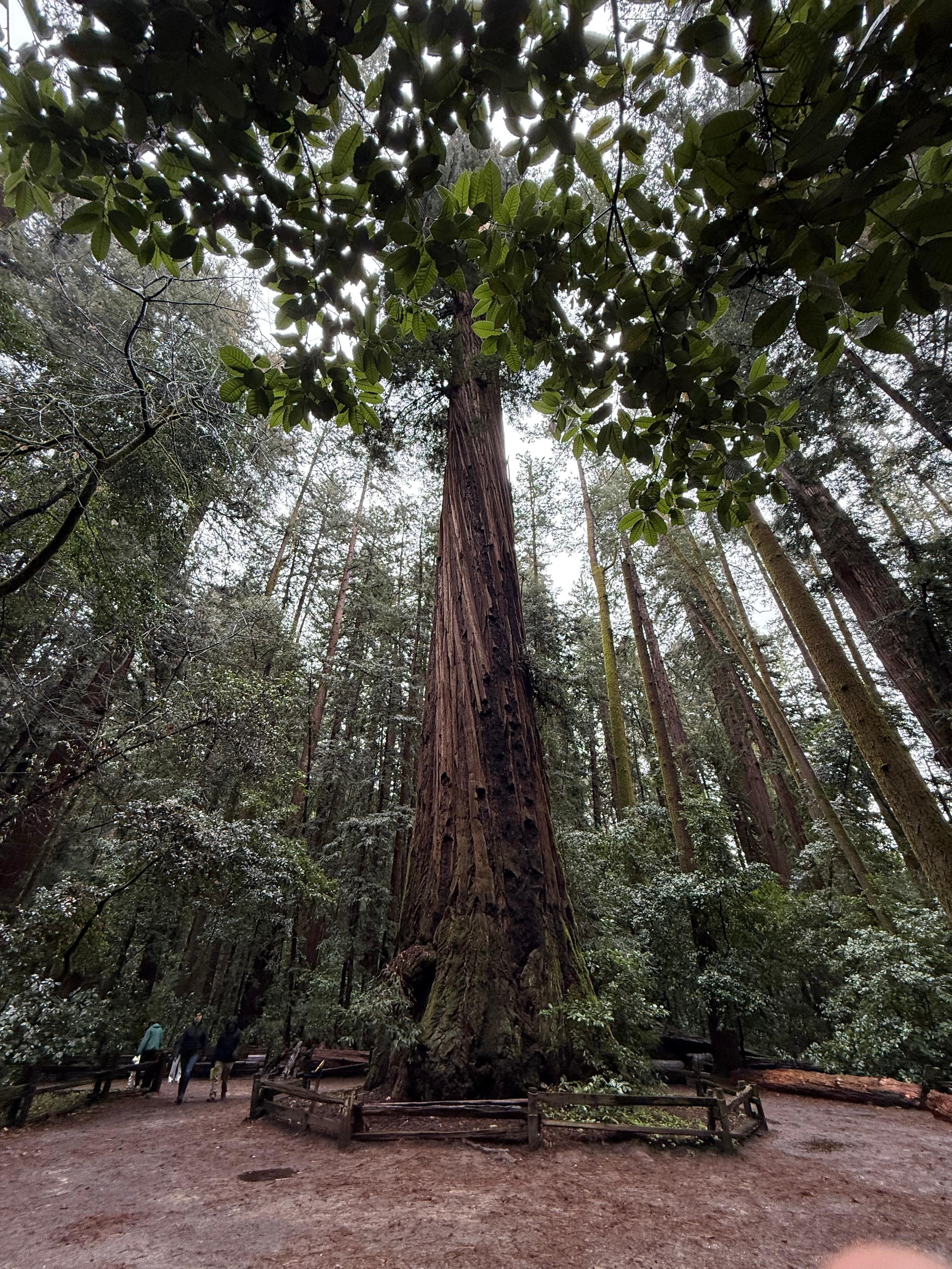 Hiking in nearby Henry Cowell Redwoods State Park - walking distance (10 minutes) to park entrance. 