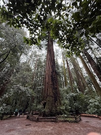 Hiking in nearby Henry Cowell Redwoods State Park - walking distance (10 minutes) to park entrance.