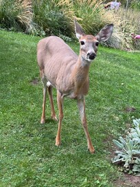 This is Molly who will eat from your hand. Deer treats are provided!