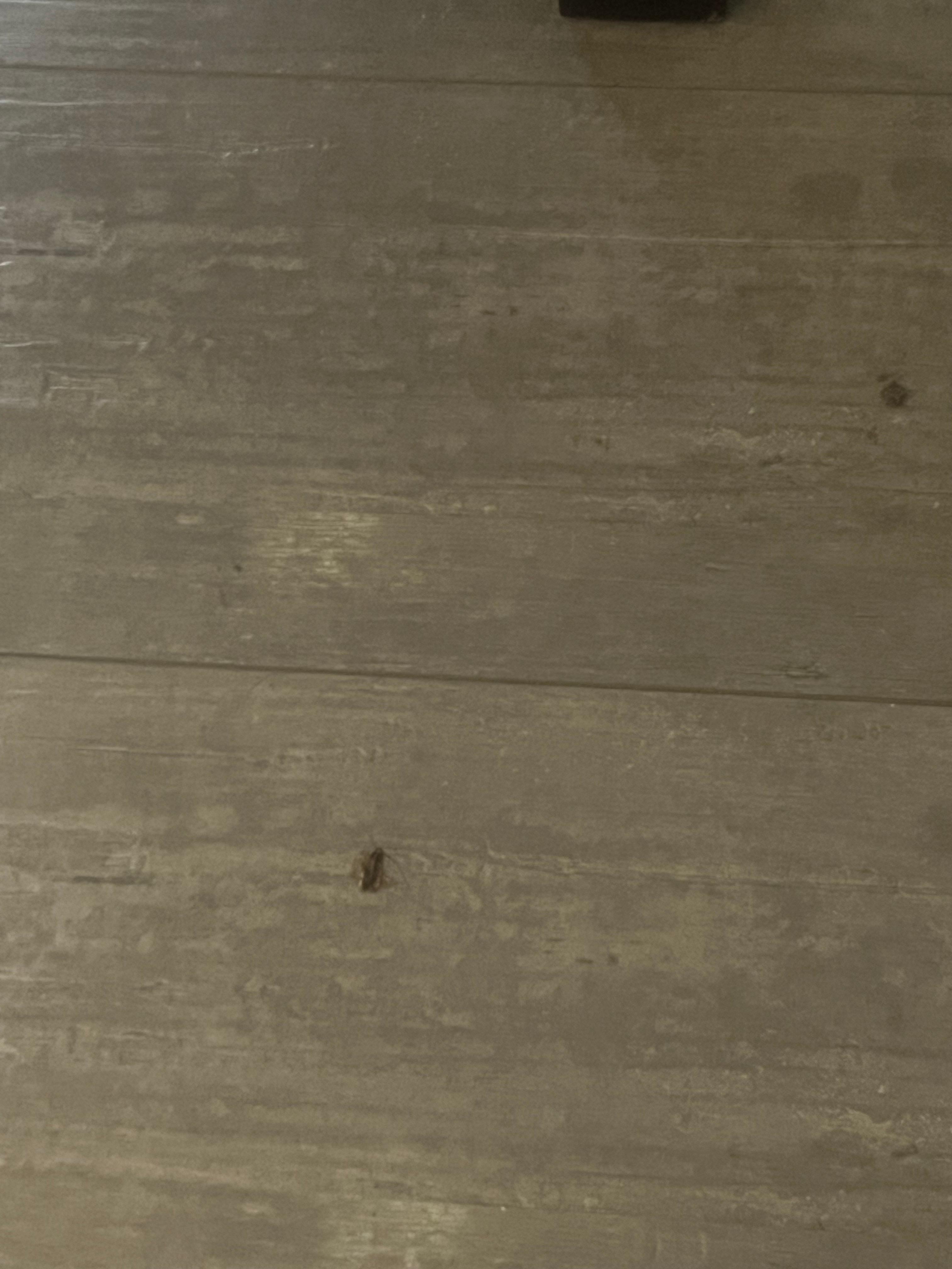 Bug 4 found on floor of room