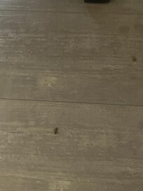 Bug 4 found on floor of room
