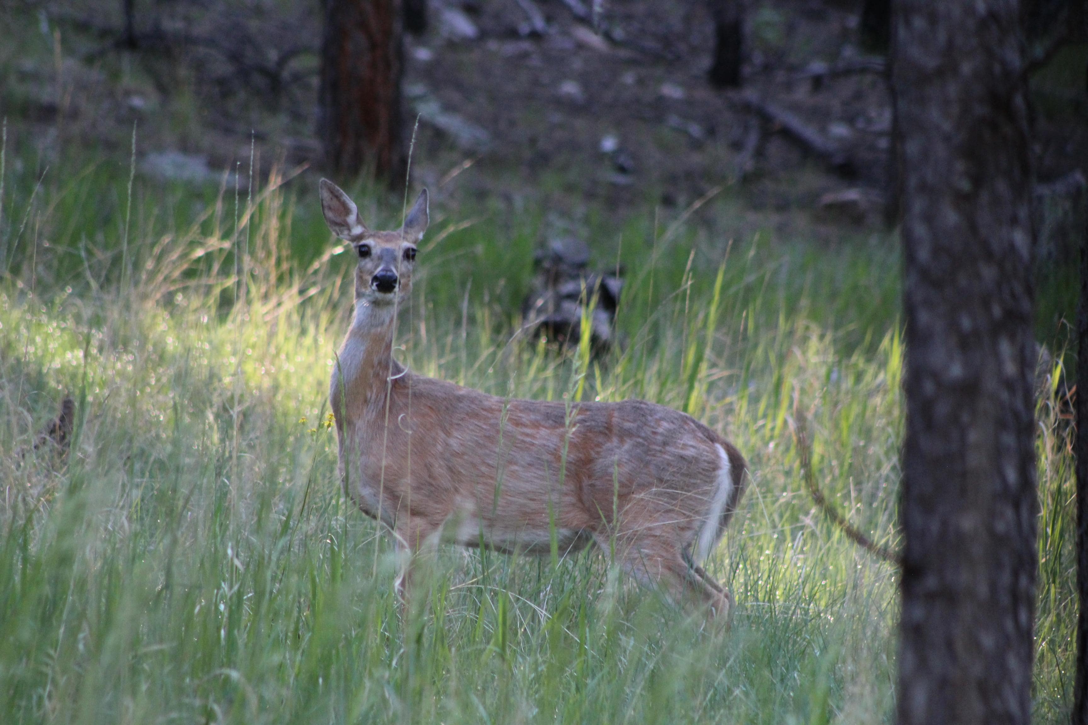 Deer near the back porch