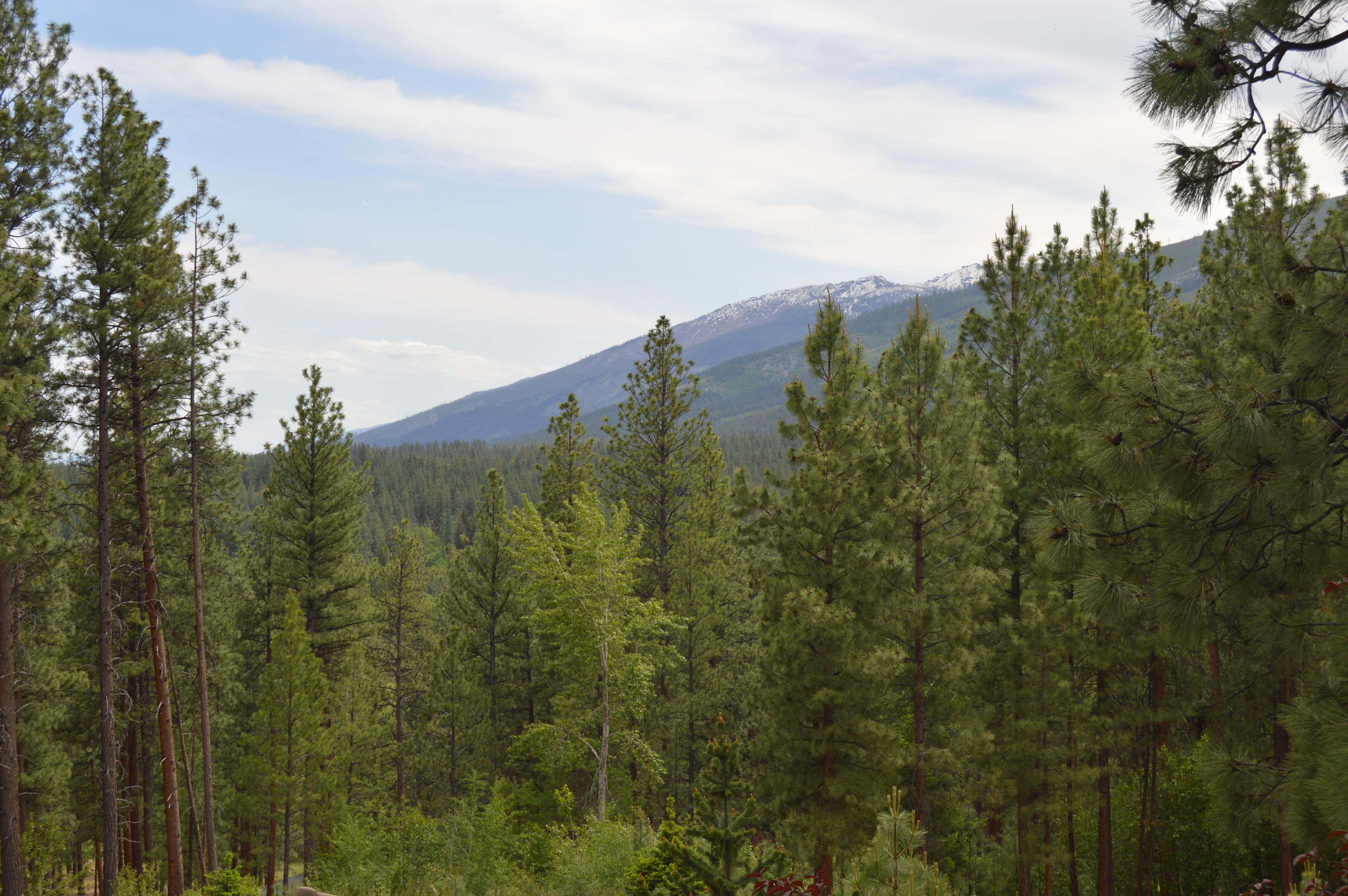 The view from the back deck.