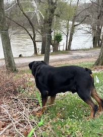 Ladon enjoyed the yard and view