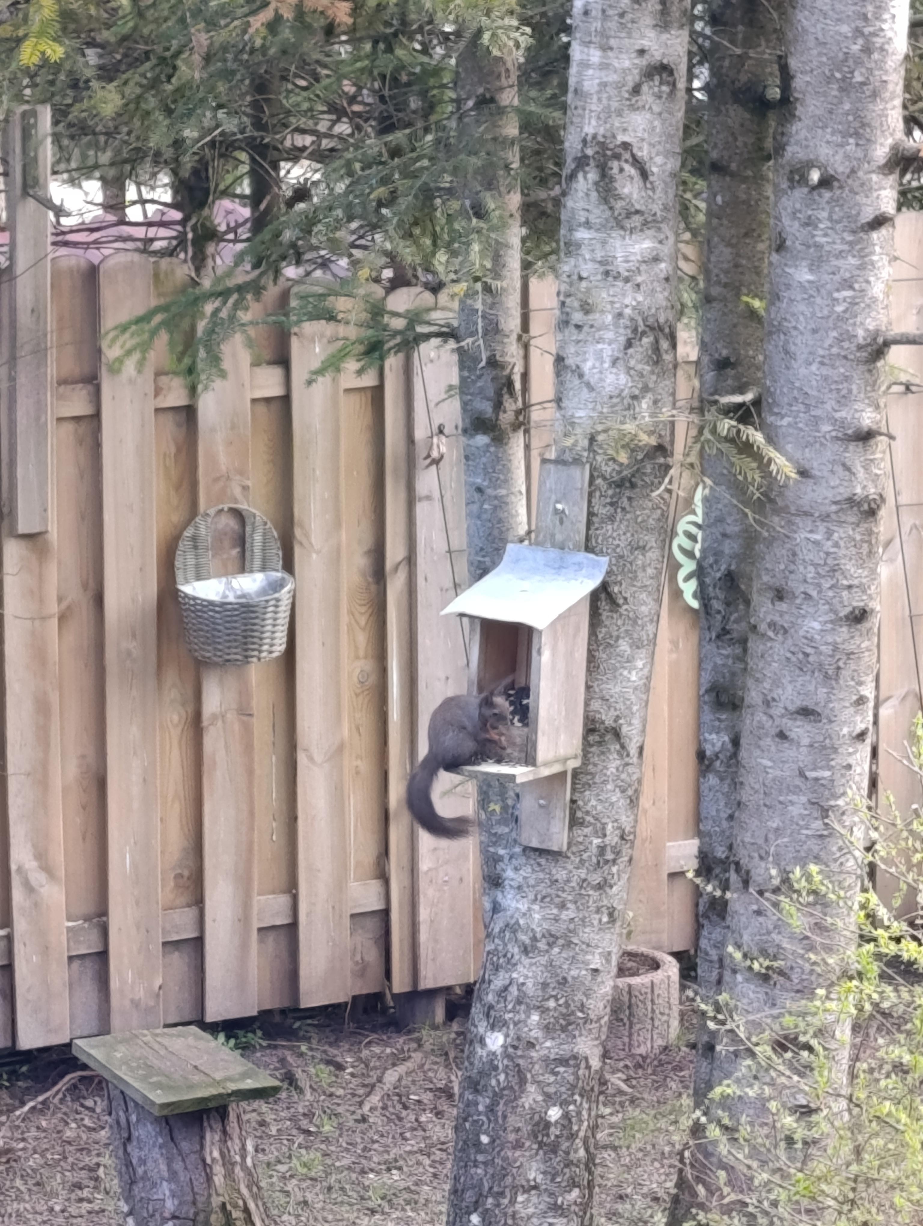 Vom Balkon aus kann man viele verschiedene Vögel beobachten und auch ein gefräßiges Eichhörnchen.