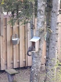 Vom Balkon aus kann man viele verschiedene Vögel beobachten und auch ein gefräßiges Eichhörnchen.