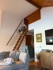 Our pup decided to check out the loft.