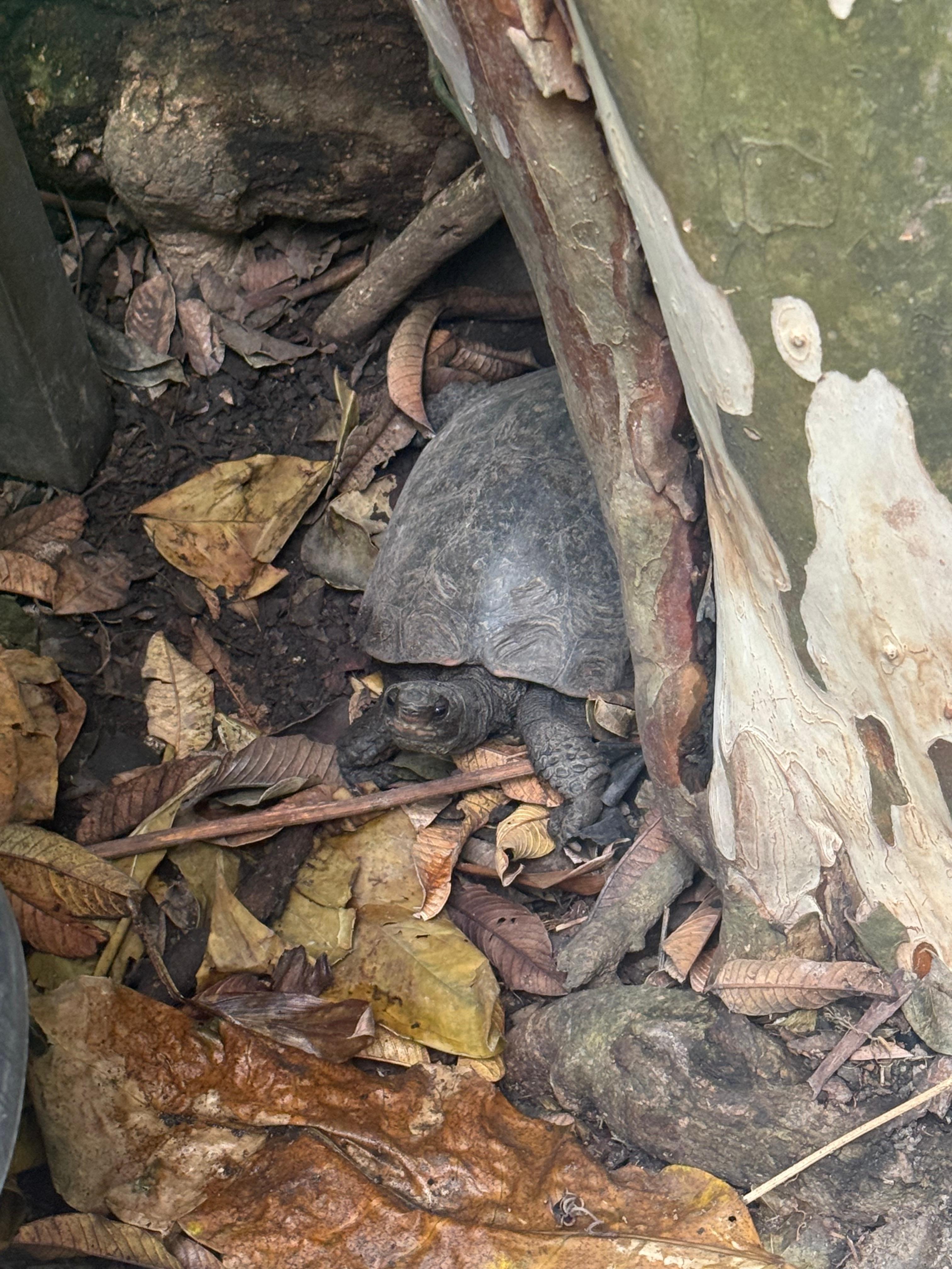 There were four turtles in the garden, but we only spotted two