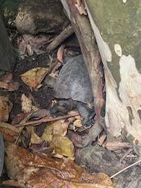 There were four turtles in the garden, but we only spotted two