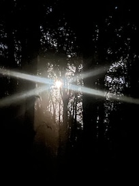Moon rising with beautiful light shining through the trees.
