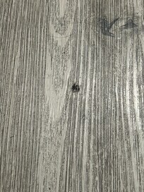 Dirt ground into the floor