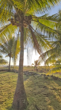 On the way to the beach from the house to watch the sunset.