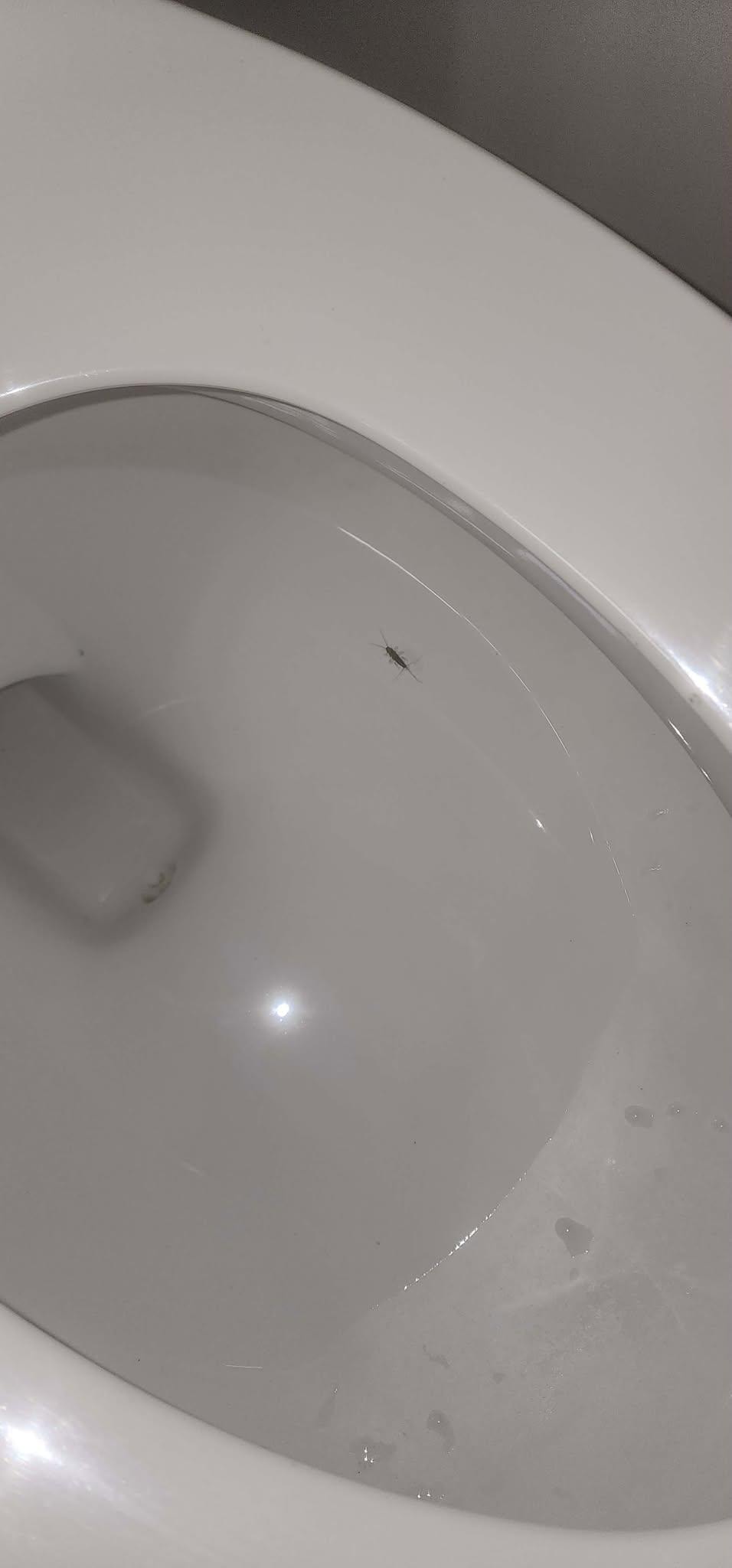 Silverfish in the toilet.