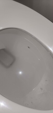 Silverfish in the toilet.