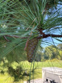 Pine cone looking all cute