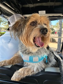 Our pup loved her golf cart rides!