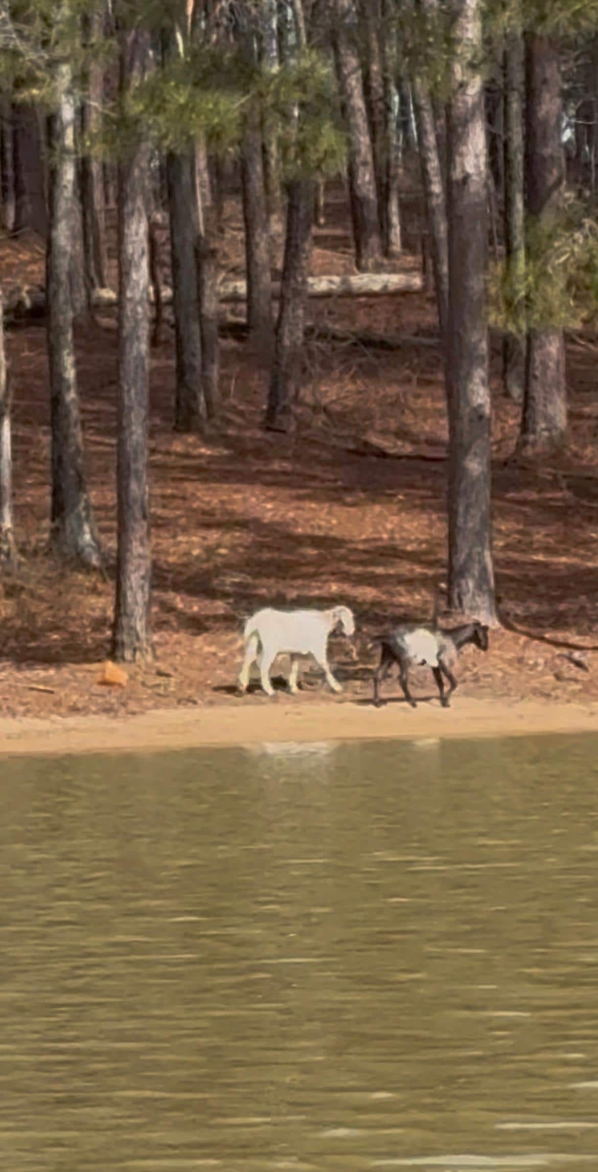 Goat island is a beautiful 5 minute kayak ride away