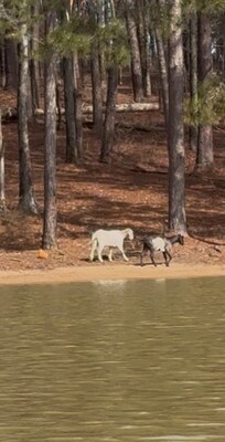Goat island is a beautiful 5 minute kayak ride away