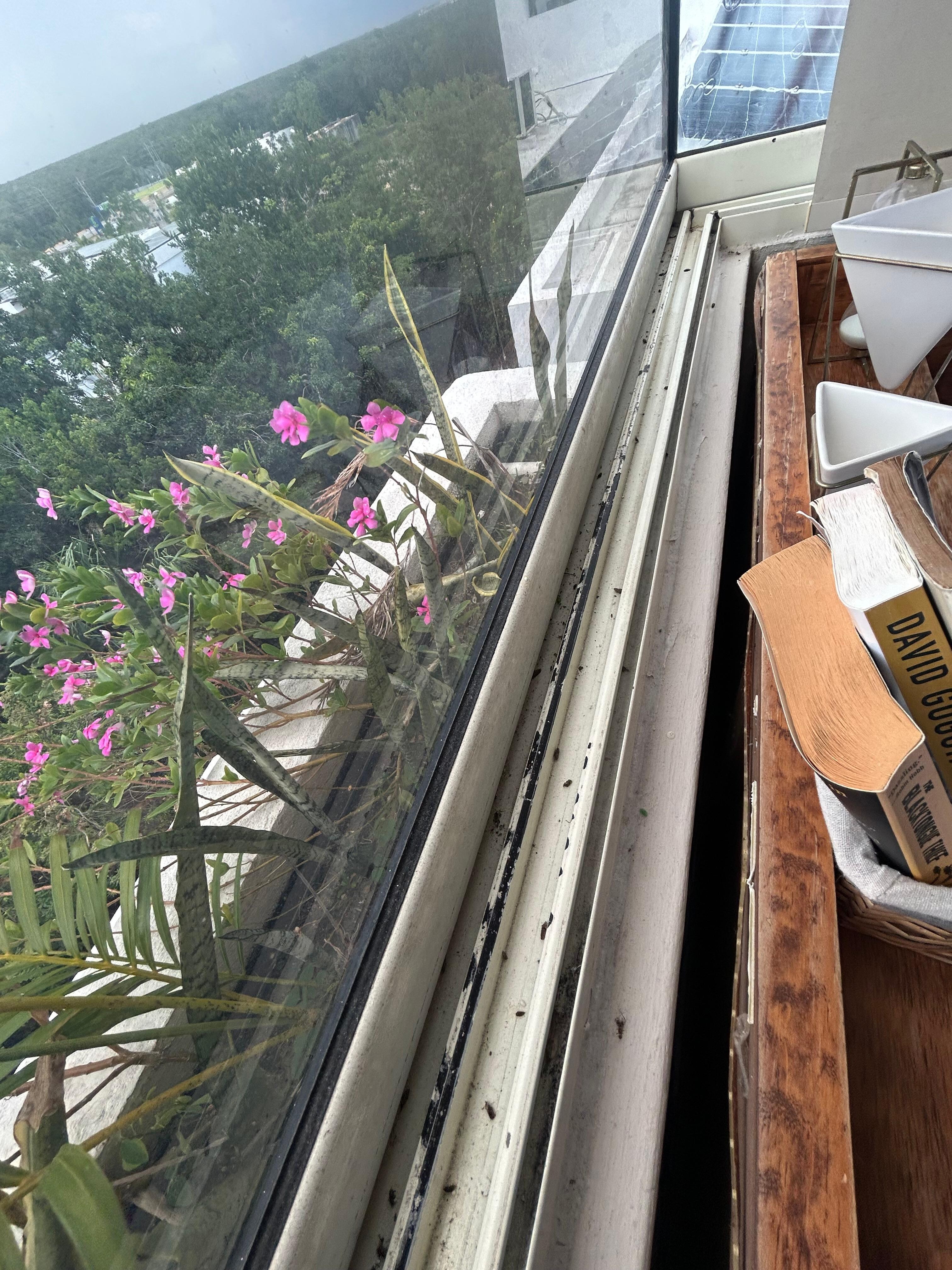 Dirt and dead bugs inside the home