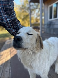 Surprise friendly doggo