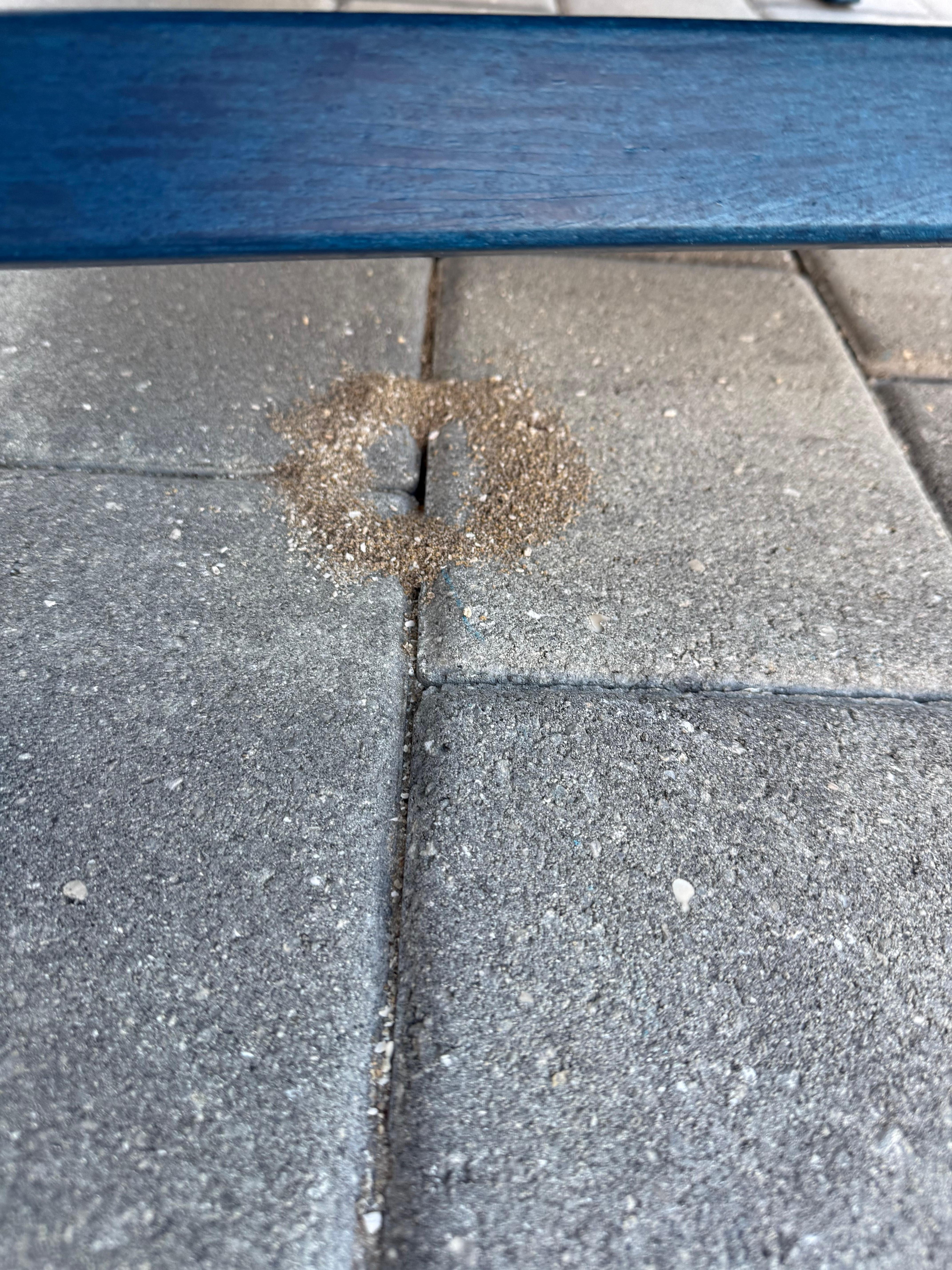 Fire ants all over the patio