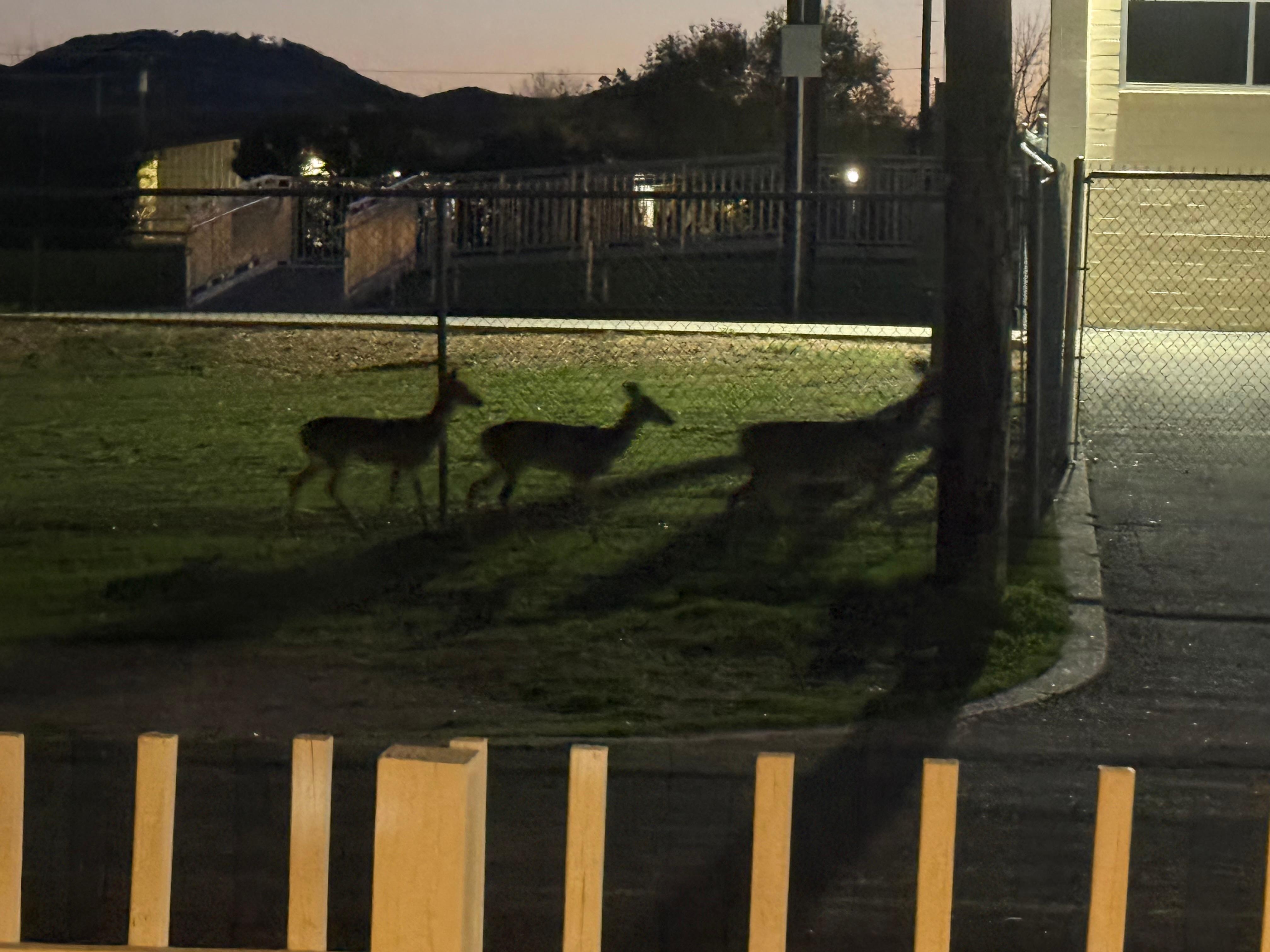Love the wildlife, white tail deer family every morning and evening 
