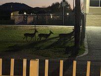 Love the wildlife, white tail deer family every morning and evening