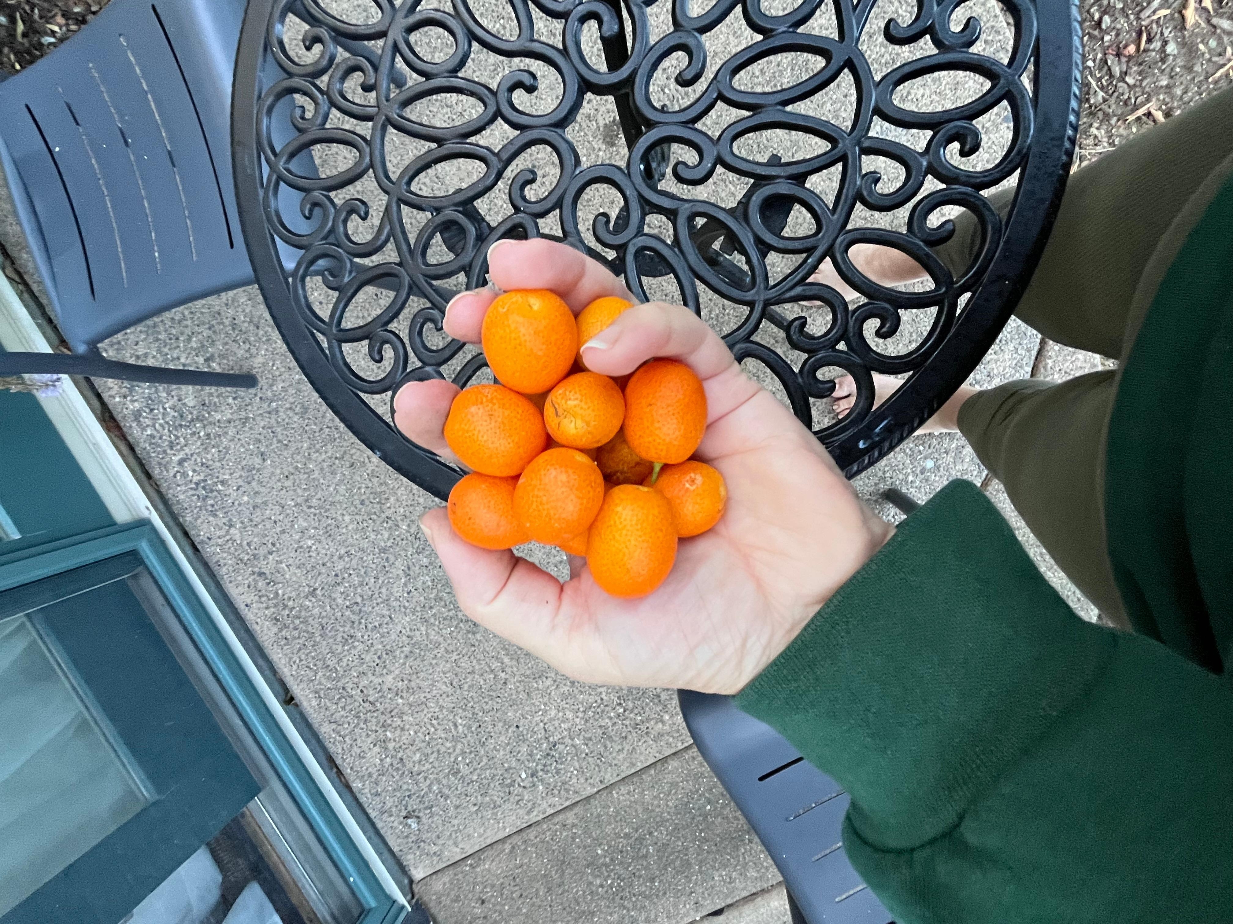 Fresh fruit abounds in the trees.  I ate these kumquats right off the tree!  We picked limes, lemons and there are also pomegranate trees for picking as well as guava.