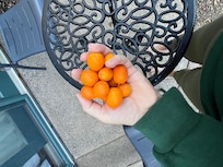 Fresh fruit abounds in the trees. I ate these kumquats right off the tree! We picked limes, lemons and there are also pomegranate trees for picking as well as guava.