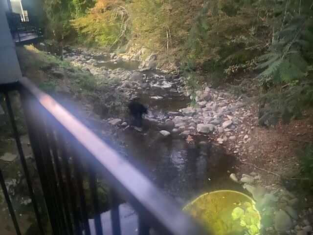Bear from our balcony