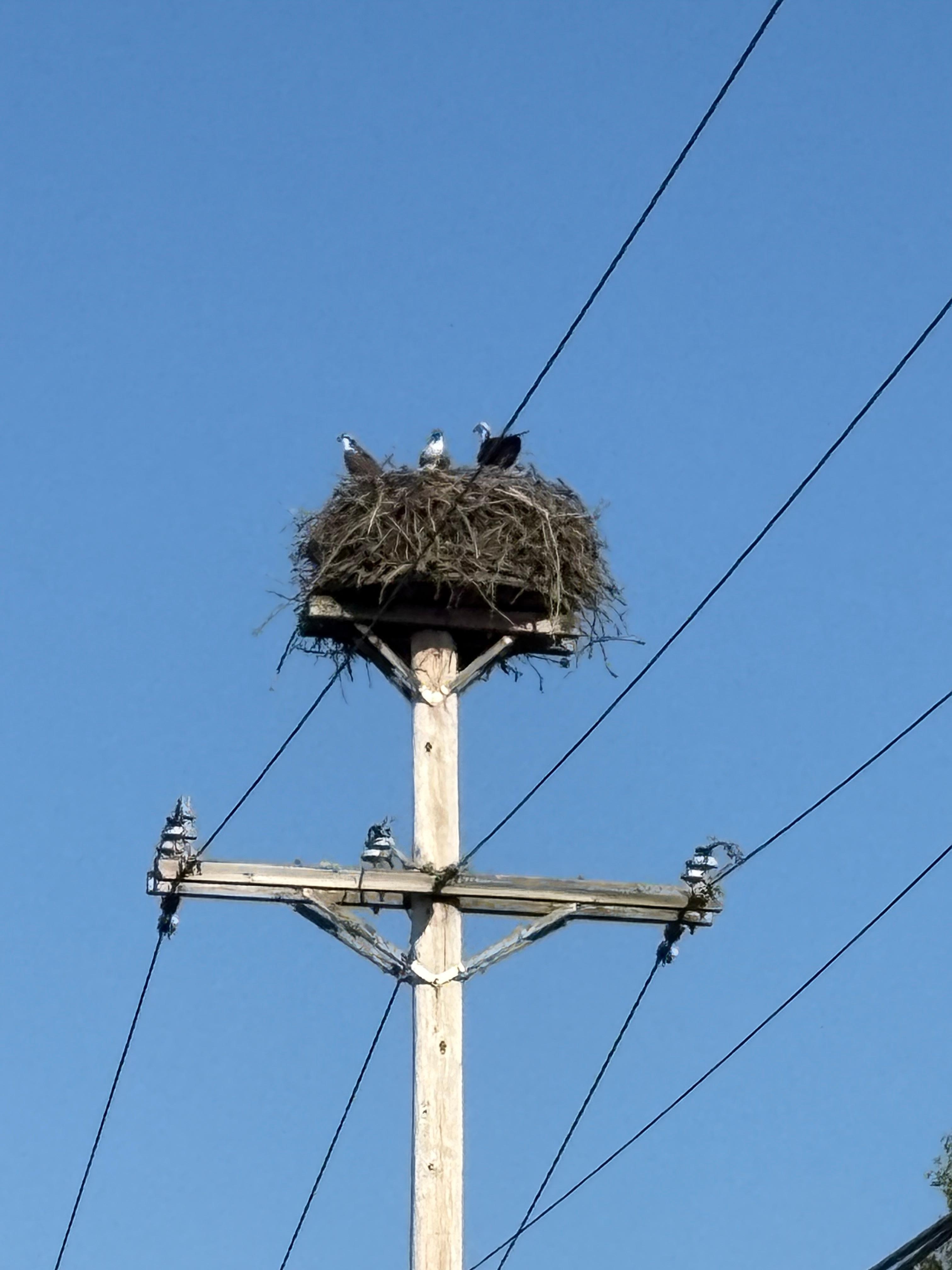 You know you are there when you see the Osprey!
