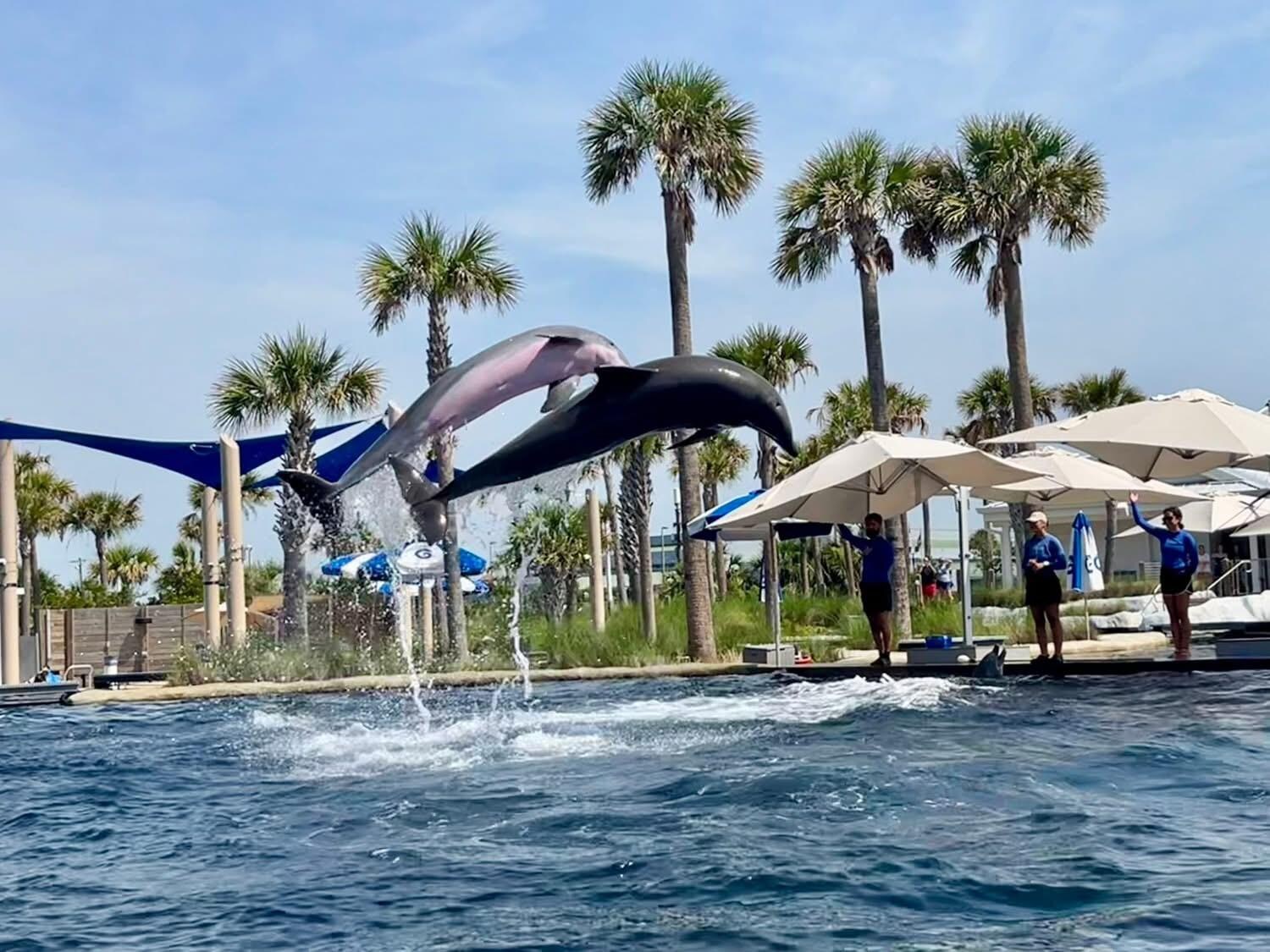 Gulfarium! 
