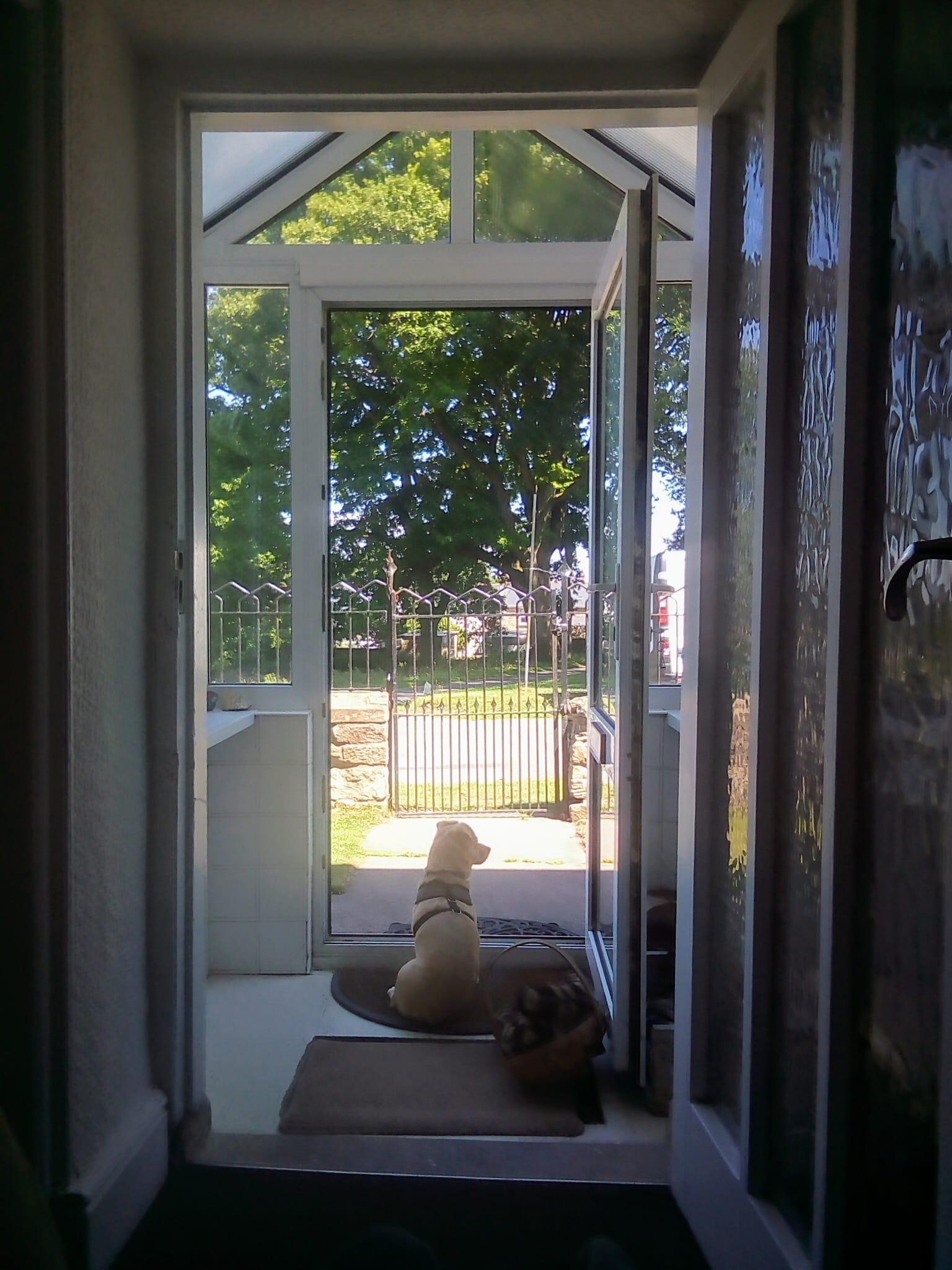 Watching the chickens and sheep!