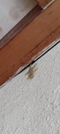 A gecko - you'll find these everywhere at night, but they're very afraid and won't bother you