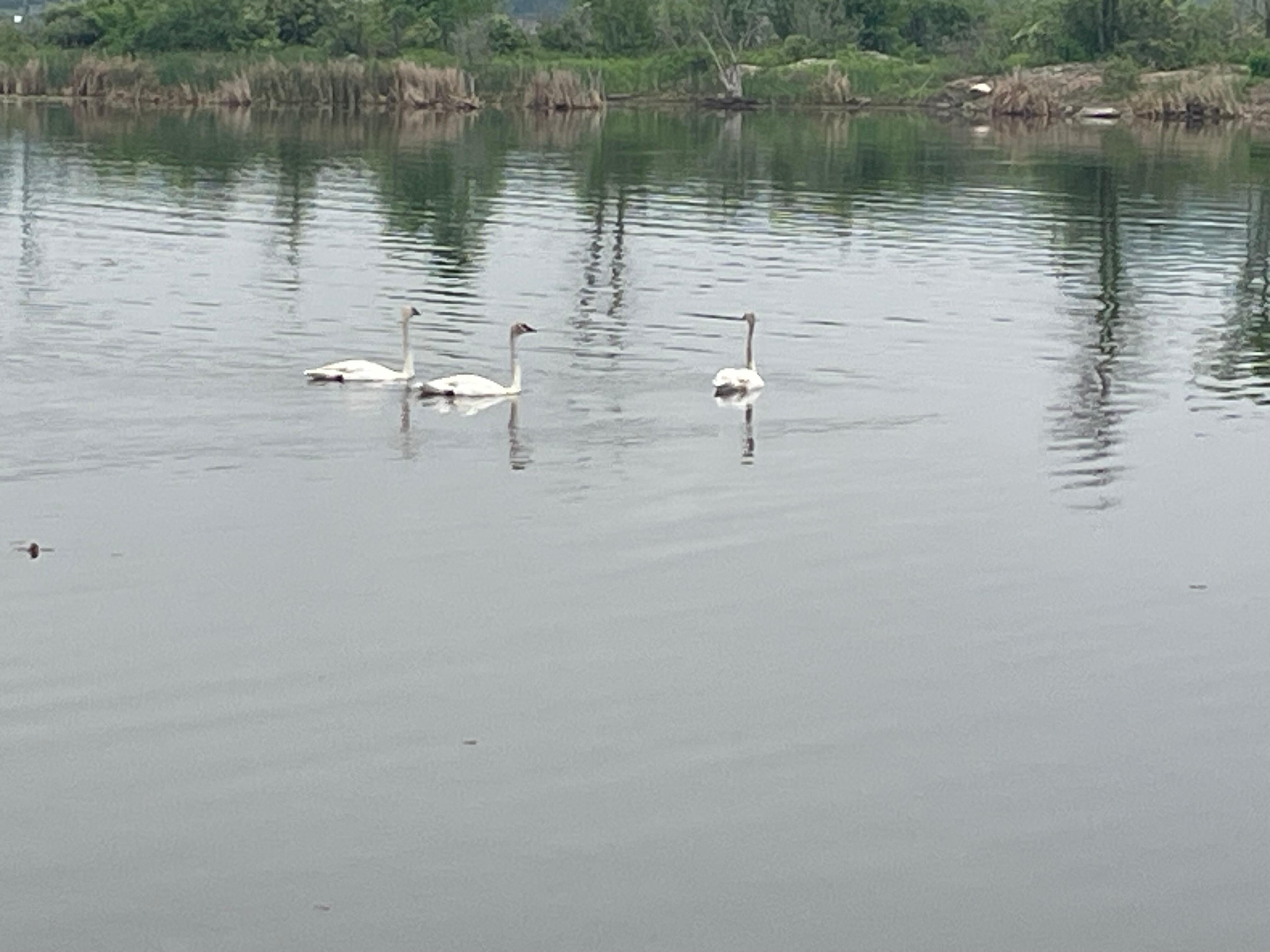 View from the rear deck