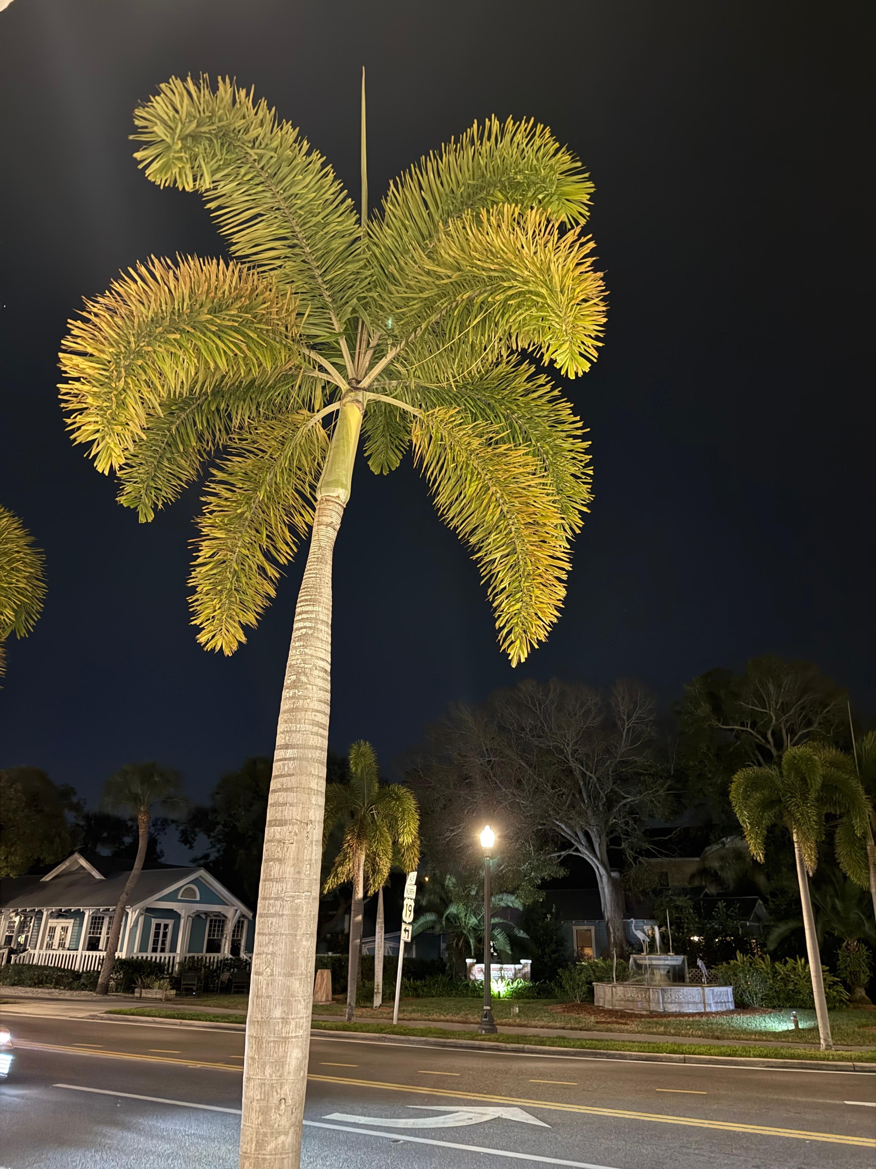 Downtown Dunedin at night close to the marina