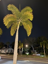 Downtown Dunedin at night close to the marina