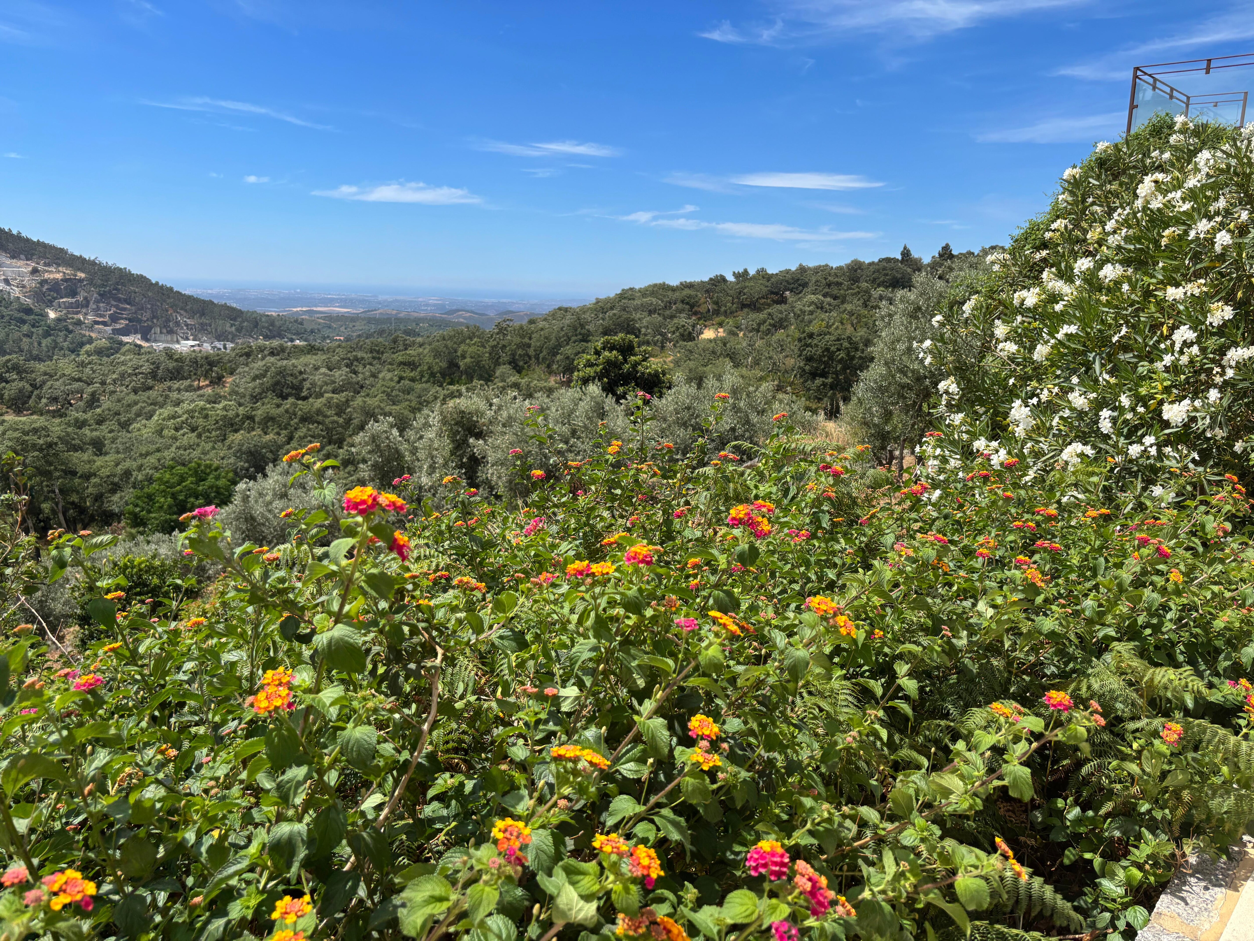 View from the garden 