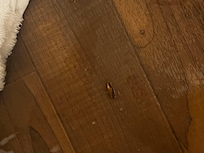 Roach in the bathroom