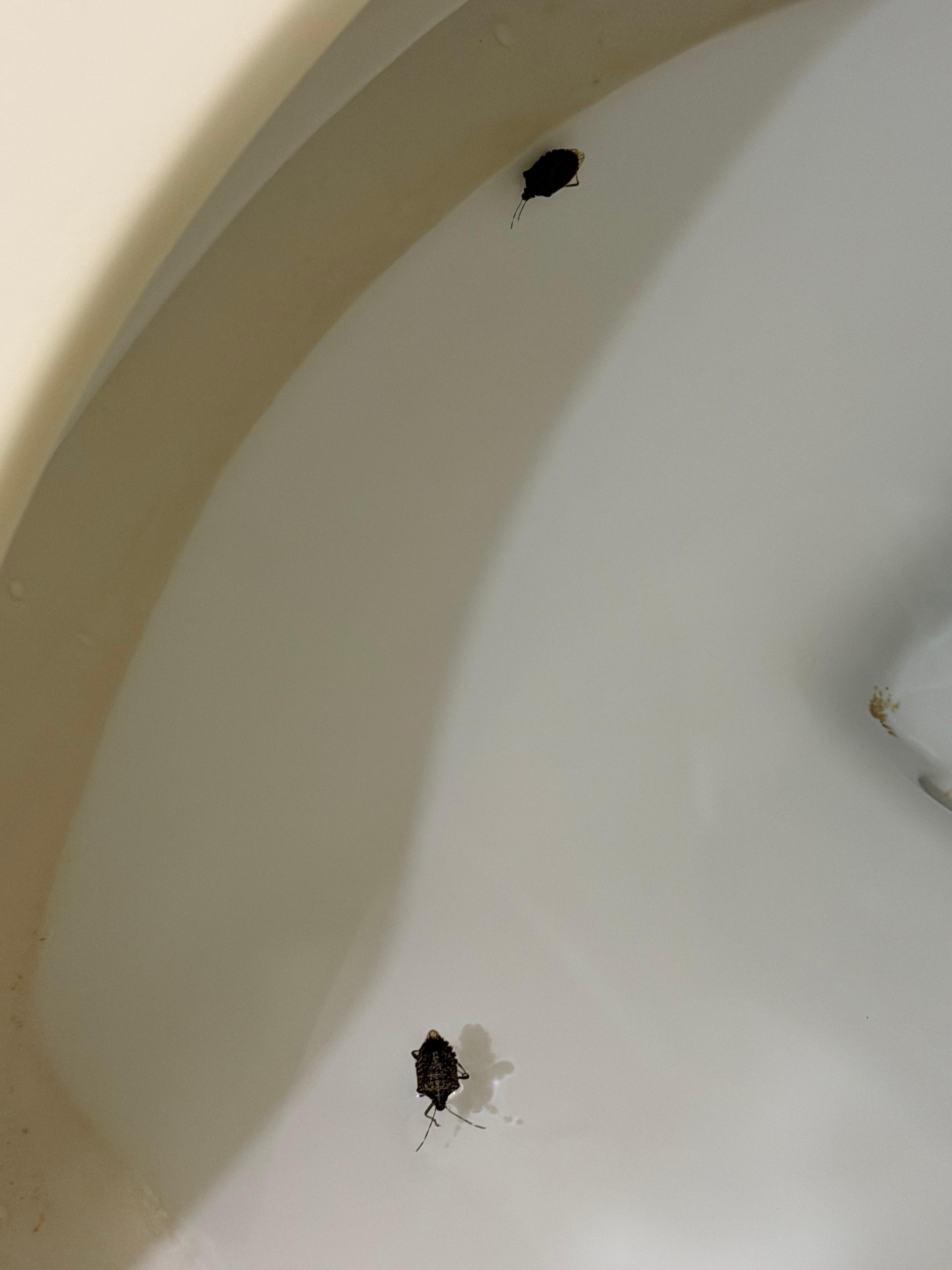 Two of the bugs in the room 
