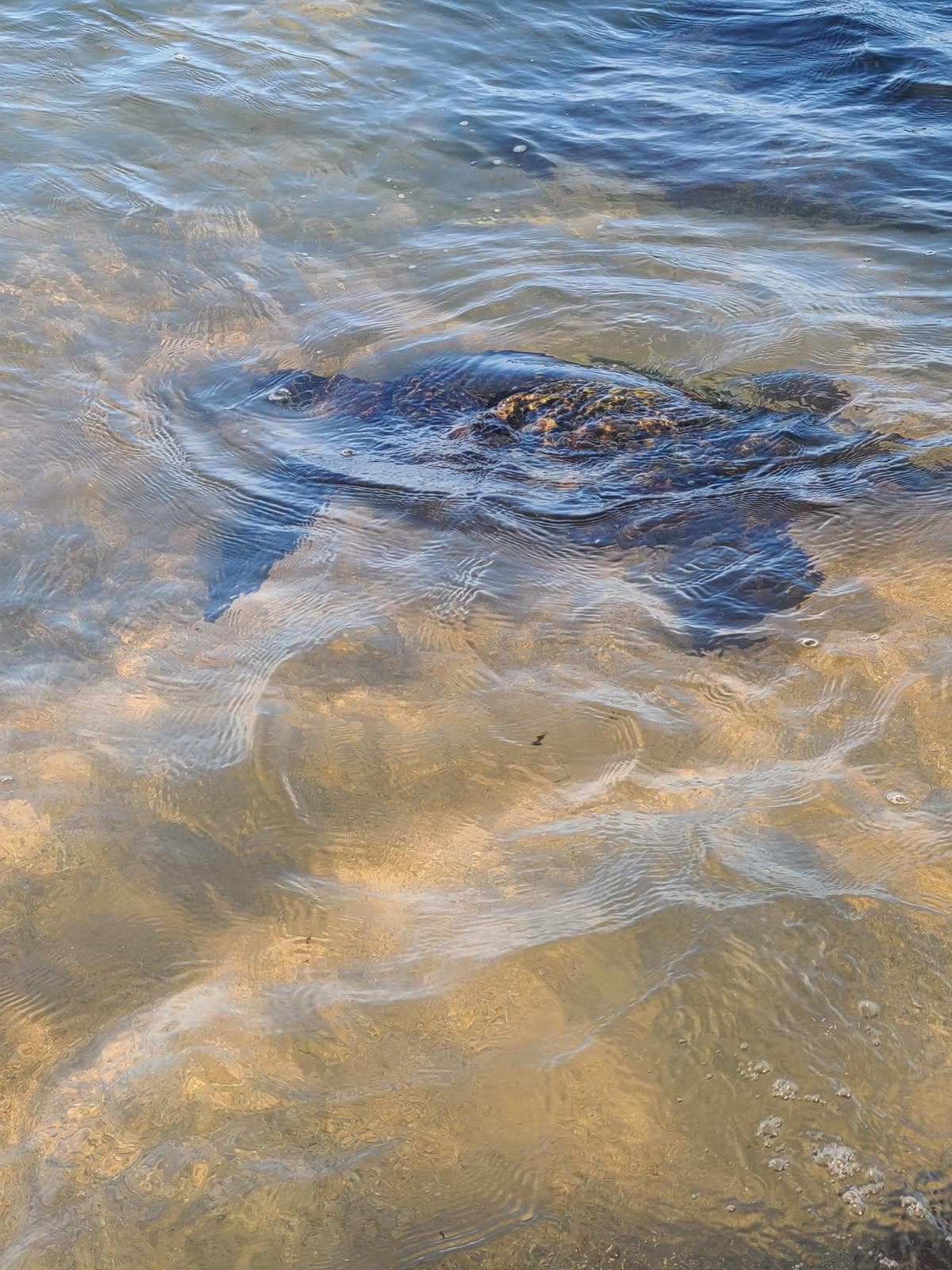 The turtles next to the condo