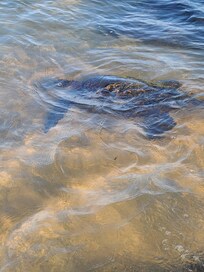 The turtles next to the condo