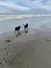 Pups at play