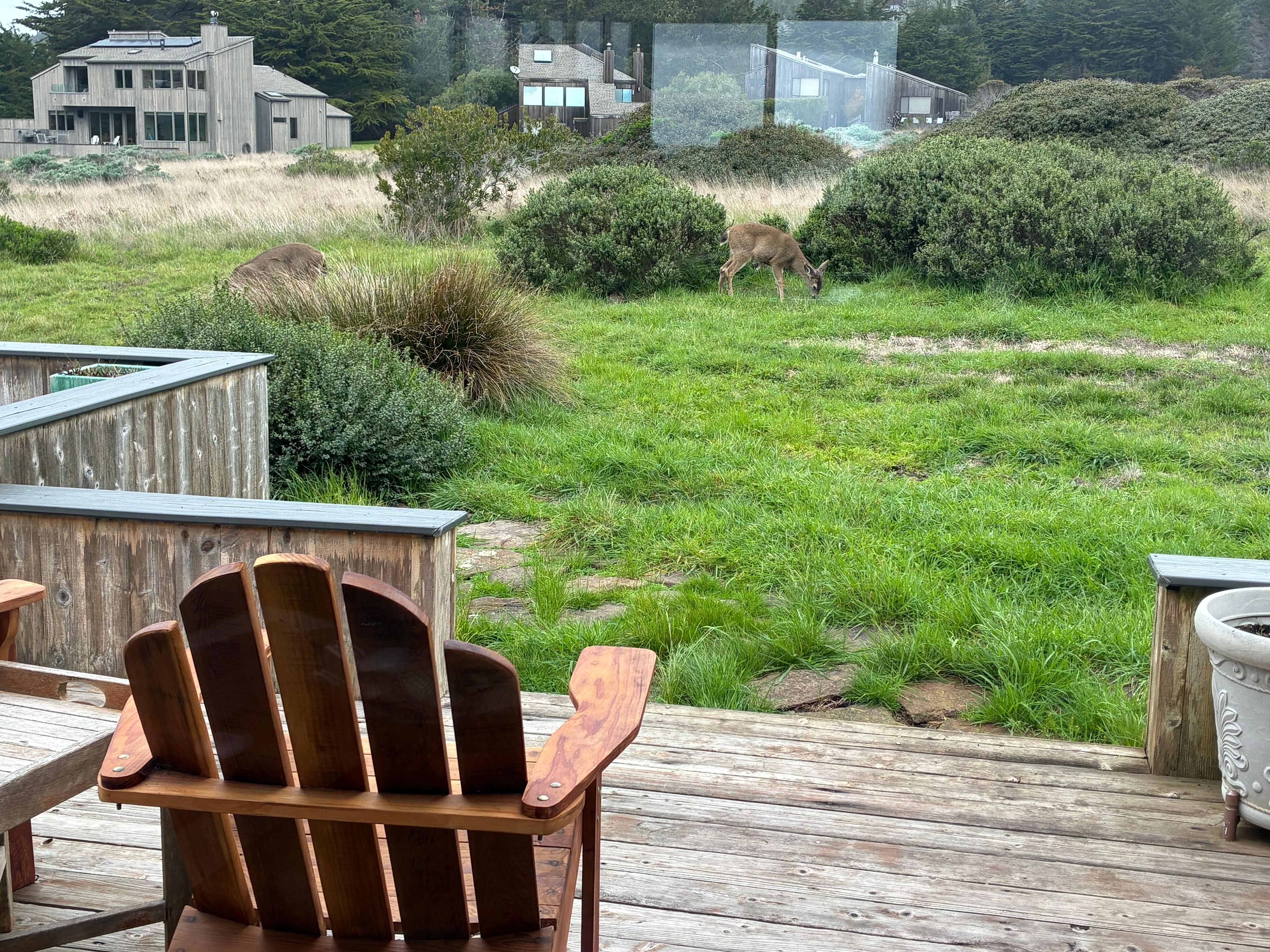 Deer grazing off the back deck (reflection is from kitchen windows opposite the deck)
