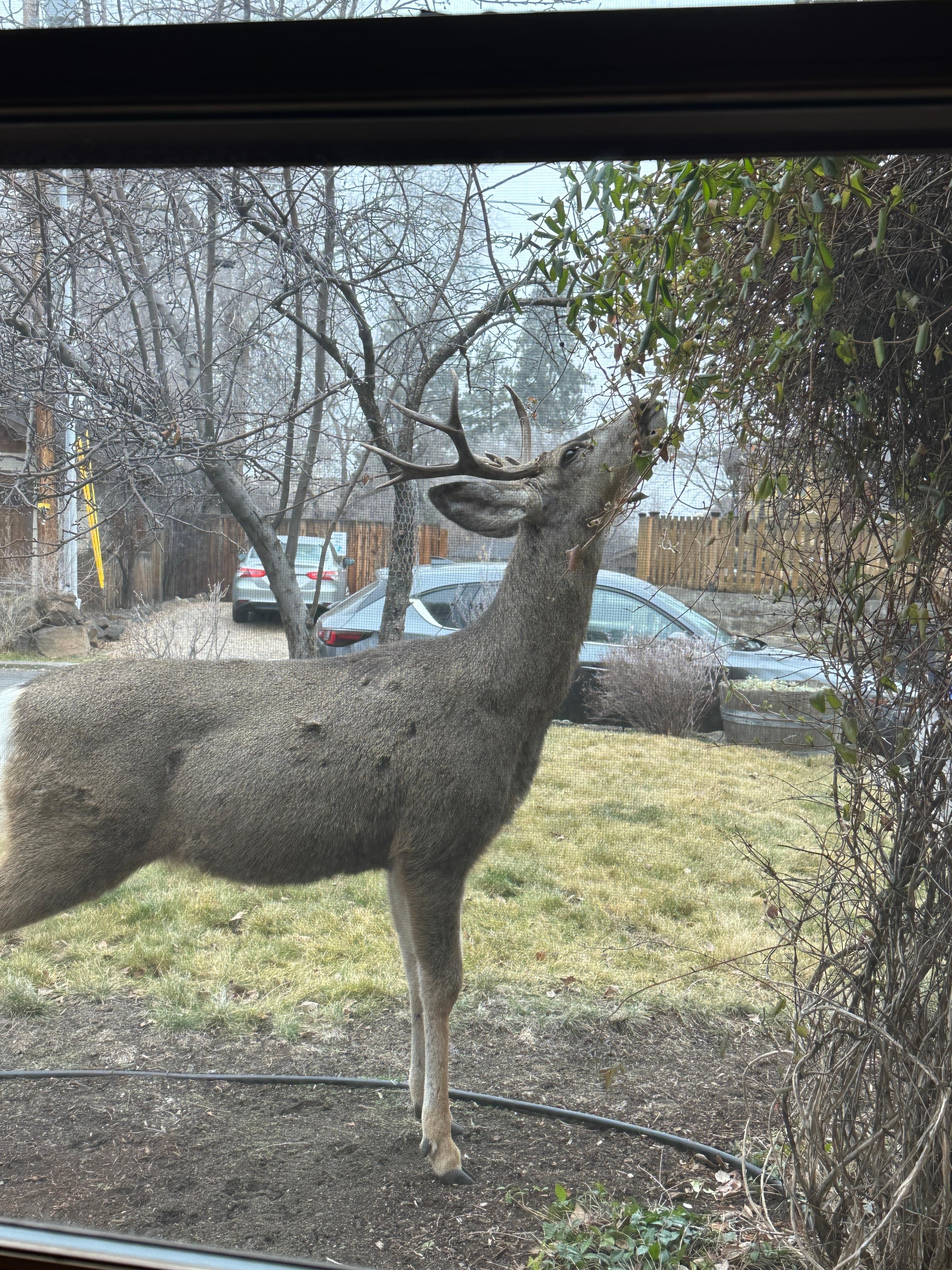 Lots of visitors during morning coffee. 