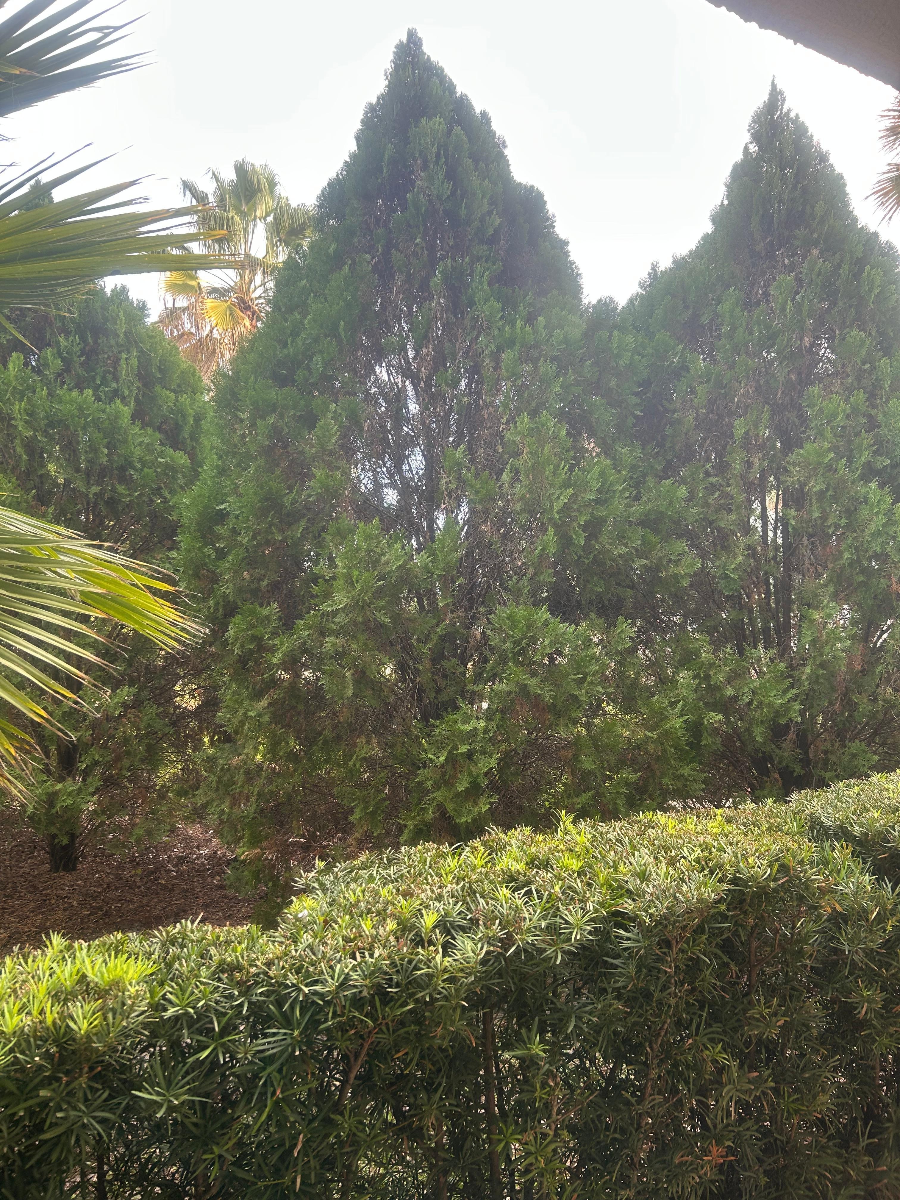 No Pool View only trees